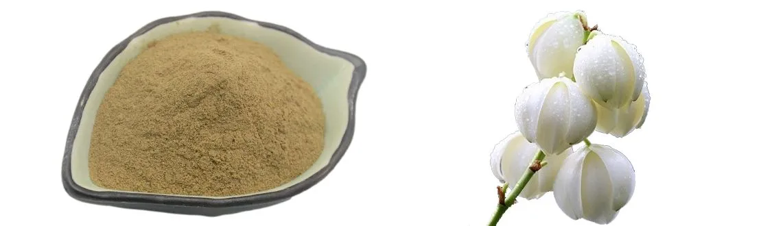 Yucca Extract Powder by Botanical Cube Inc.
