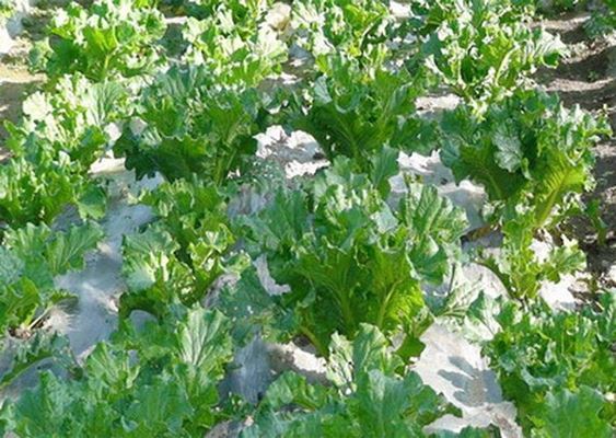 Vegetable Andrographis paniculata aptenia cordifolia by Botanical Cube Inc. Vegetable Andrographis paniculata aptenia cordifolia by Botanical Cube Inc.
