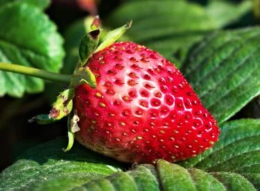 Good strawberry