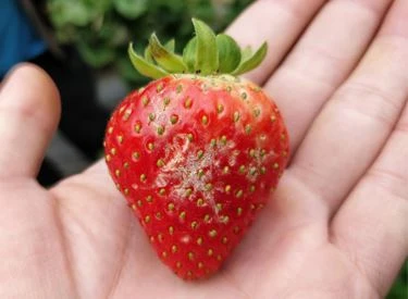 Strawberry's powdery mildew 1