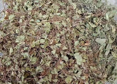 Gotu kola plant Gotu kola plant