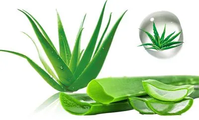 Aloe Ib hom Ntoo Zoo Rau Peb Qhov Muag