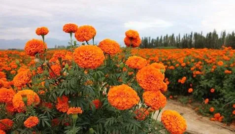 Dab tsi yog Marigold Extracts?